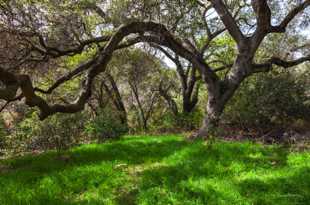 Elfin Forest-8609.jpg